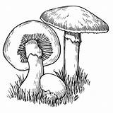 Coloriage Champignon Imprimer Mushroom Coloring Pages Colorier sketch template