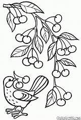 Cerezas Rama Colorkid Frutas sketch template
