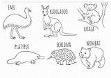 Australian Animals Colouring Coloring Pages Kids Australia Animal Print Activities Au Zoo Crafts Choose Board Sketching Fun sketch template