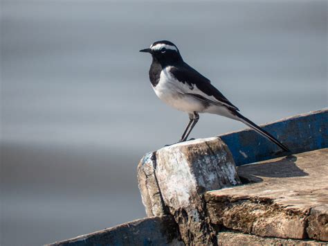 white browed wagtail bubo birding