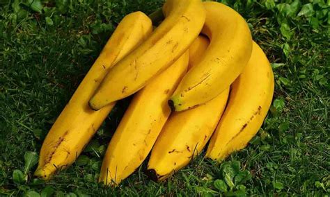 khasiat buah pisang  manusia beserta fakta nutrisi kalori
