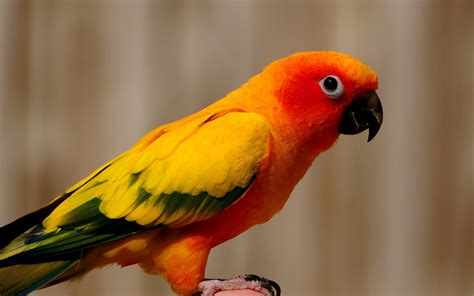 picture orange yellow parrot   desktop wallpapers