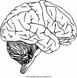 Cervello Umano Persone Neuron sketch template