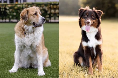 top  great pyrenees mixed  blue heeler