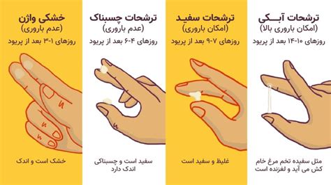علائم تخمک گذاری برای تشخیص زمان باروری متخصص زنان اصفهان دکتر