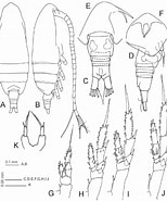 Afbeeldingsresultaten voor "paracalanus Campanari". Grootte: 154 x 185. Bron: www.researchgate.net
