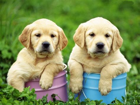 cute golden retriever puppies photo  wallpaper beautiful