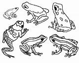 Frog Dart Poison Coloring Frogs Pages Blue Color Clipart Printable Drawing Animals Animal Book Kids Outline Print Colouring Grenouille Coloriage sketch template