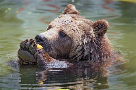 brown bear eating fruit portrait   brown bear   wa flickr