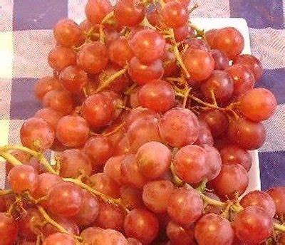 vanessa red seedless grape vine  gallon  plant home garden easy
