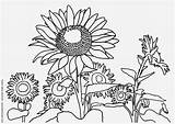 Girasoli sketch template