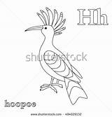 Hoopoe Epops Upupa Hh Shutterstock Designlooter Hudhud sketch template