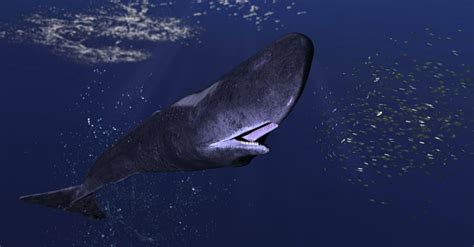 sperm whales eat  common foods   diet az animals