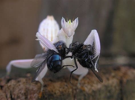 albino praying mantis eating flys praying mantis orchid mantis funny animals