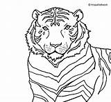 Tiger Coloring Coloringcrew sketch template