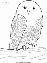 Eulen Owl Eule Gufo Ausmalen Malvorlage Animali Malen Gufi Schnee Gratismalvorlagen Rom Freecreatives Ideen sketch template