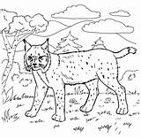 Bobcat Lince Lynx Rossa Bosque Roux Mammiferi Printmania Adulti sketch template