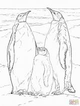 Penguins Realistic Supercoloring Wild Designlooter sketch template