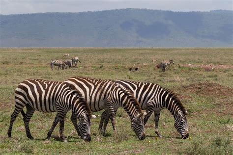 zebra  zebra habitat  zebras  biology