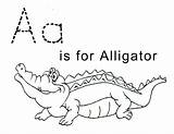 Alligator Coloring Pages Letter Printable Kids Template Crocodile Tracing Sheets Print Trace Preschool Color Sheet Lawteedah Alligators Baby Activity Printables sketch template