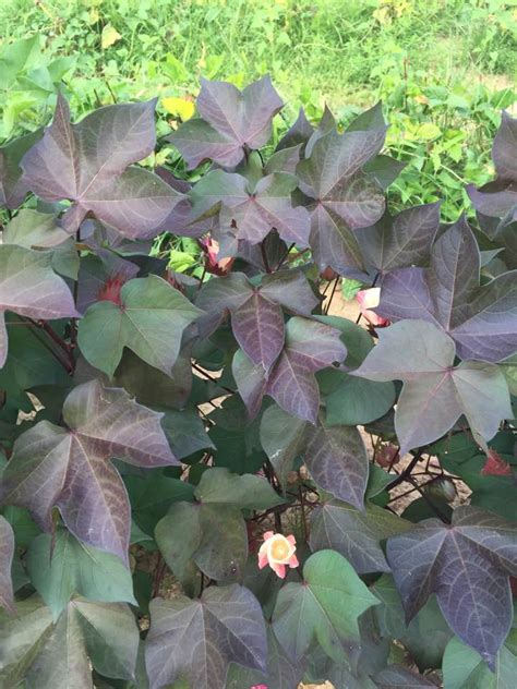 red beauty ornamental cotton growing  seeds