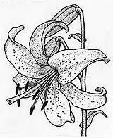 Lily Tiger Stargazer Coloring Pages Drawing Flower Drawings Lilies Tattoo Lilly Outline Line Flowers Sketches Pencil Sketch Color Sketchbook Getcolorings sketch template