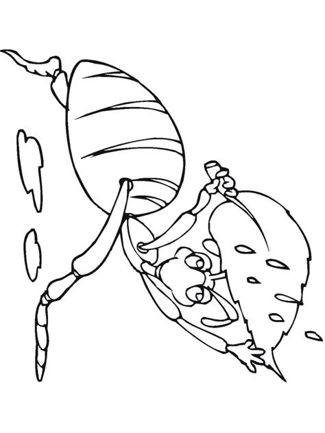bug coloring pages  kids  animal place