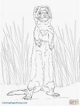 Ferret Coloring Pages Standing Drawing Cute Footed Getdrawings Printable Getcolorings Categories Silhouettes sketch template