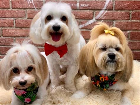 pet grooming services  dubai time  dubai