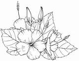 Flower Coloring Pages Hibiscus Flowers Printable Drawings Drawing Choose Board Colouring sketch template