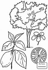 Peach Tree Getdrawings Drawing Leaves Trees sketch template