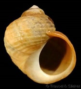 Afbeeldingsresultaten voor "littorina Arcana". Grootte: 168 x 185. Bron: www.gastropods.com