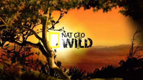 nat geo wild branding  vimeo