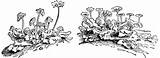Liverworts Clipart Hepatica Clipground Etc Medium sketch template