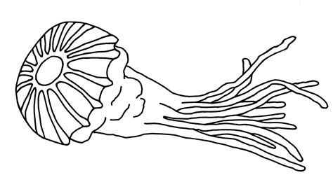 coloring page jellyfish coloring pages color jellyfish