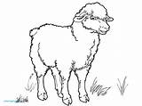 Sheep Realistic Coloring Getdrawings Drawing Pages sketch template