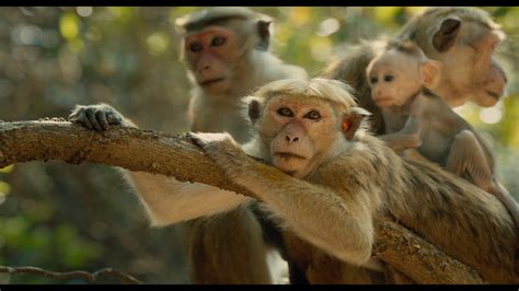 disneynatures monkey kingdom official  trailer