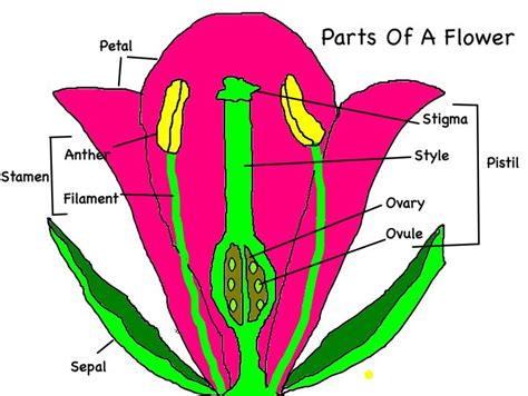 parts   flower  english  science