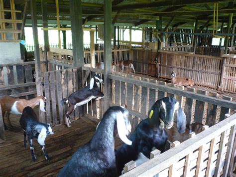 business plan nigerian entrepreneur goat farming business plans  beginners  important