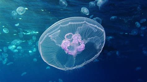 jellyfish genome reveals ancient beginnings  complex body plan