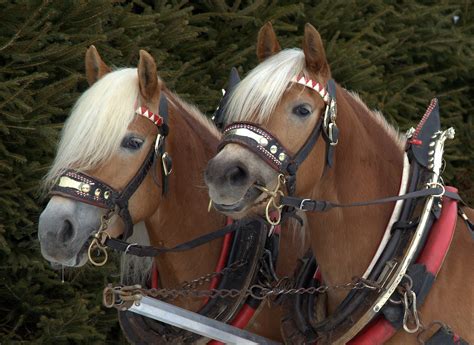 haflinger als gespann