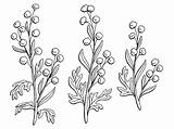 Artemisia Illustration Vector Isolated Sketch Plant Graphic sketch template