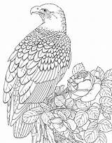 Coloring Eagle Pages Adults Printable Animal Online Eagles Kids Print Adult Bald Animals Books 3d Patterns Color Bird Book Detailed sketch template