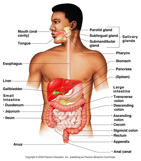 organ systems  human body   functions
