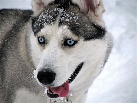 dog siberian husky winter snow portrait blue eyes nature