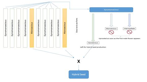 Manipulation Of Sex Expression In Vegetables For Hybrid Seed Production