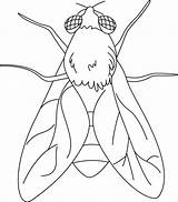 Coloring Fly Animal Pages Kids Colouring Choose Board sketch template