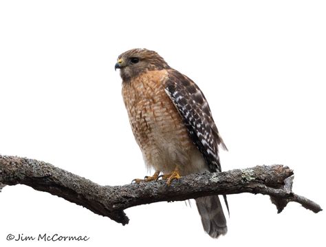 ohio birds  biodiversity red shouldered hawk fore  aft
