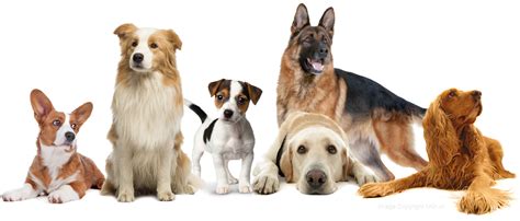 werkwijze hond aanmelden herplaatsing honden  nederland