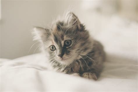 kitten cute cat full hd wallpaper